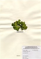 藏品(石蓴)的圖片